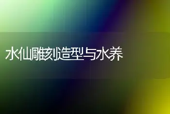 水仙雕刻造型与水养