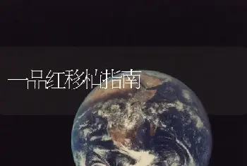 一品红移植指南