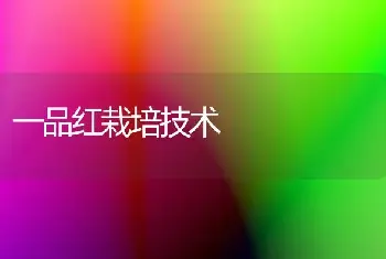 一品红栽培技术