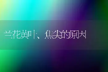 兰花黄叶、焦尖的原因