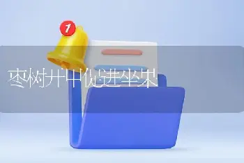 枣树开甲促进坐果