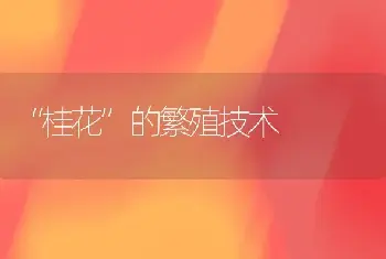 “桂花”的繁殖技术