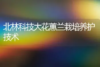 北林科技大花蕙兰栽培养护技术