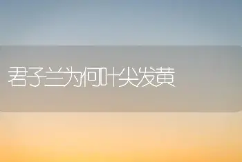 君子兰为何叶尖发黄