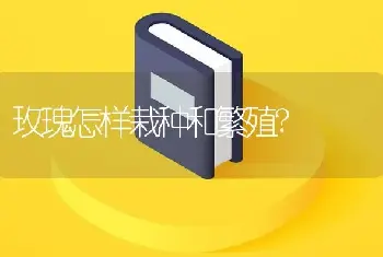 玫瑰怎样栽种和繁殖?