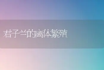 君子兰的离体繁殖