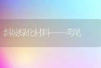 斜坡绿化材料——鸢尾