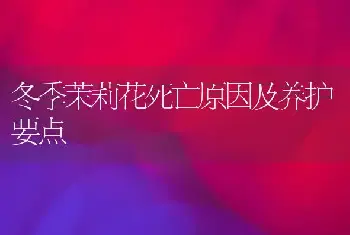 冬季茉莉花死亡原因及养护要点