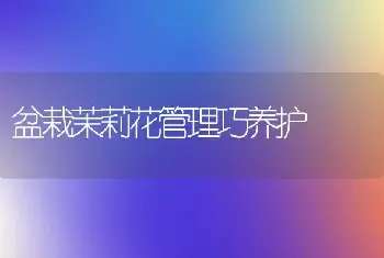 盆栽茉莉花管理巧养护