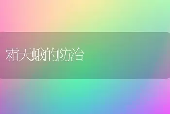 霜天蛾的防治