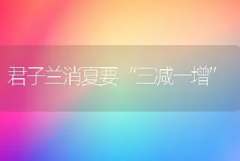 君子兰消夏要“三减一增”