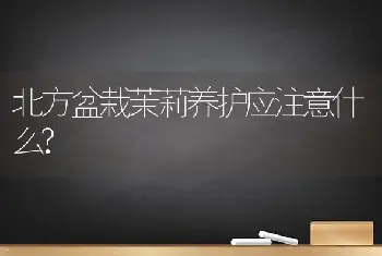 北方盆栽茉莉养护应注意什么?