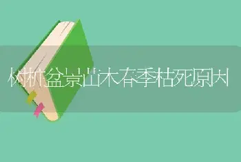 树桩盆景苗木春季枯死原因