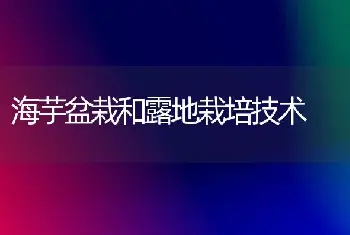 海芋盆栽和露地栽培技术