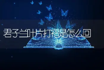 君子兰叶片打褶是怎么回