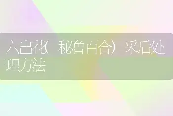 六出花(秘鲁百合)采后处理方法