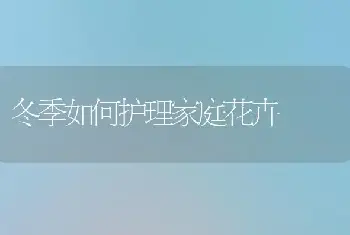 冬季如何护理家庭花卉