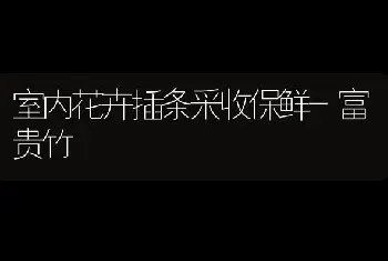 室内花卉插条采收保鲜-富贵竹