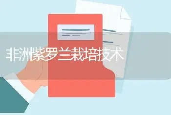 非洲紫罗兰栽培技术