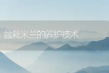 盆栽米兰的养护技术