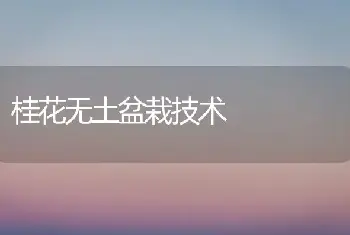 桂花无土盆栽技术