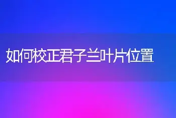 如何校正君子兰叶片位置