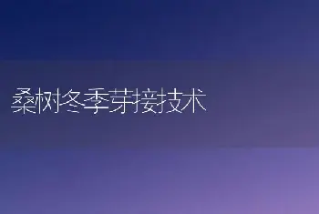 桑树冬季芽接技术