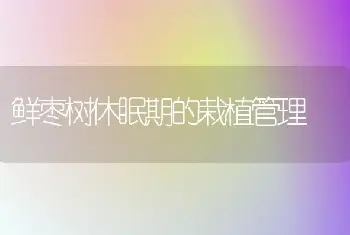 鲜枣树休眠期的栽植管理