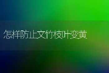 怎样防止文竹枝叶变黄