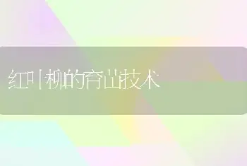 红叶柳的育苗技术