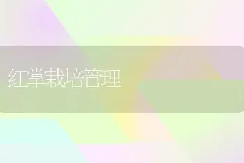 红掌栽培管理