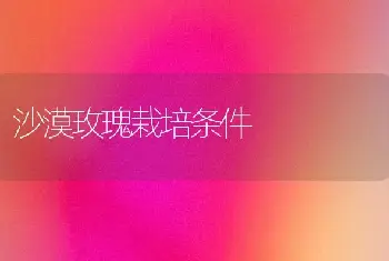 沙漠玫瑰栽培条件