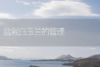 盆栽白玉兰的管理