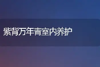 紫背万年青室内养护