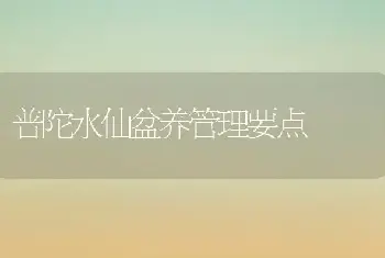 普陀水仙盆养管理要点