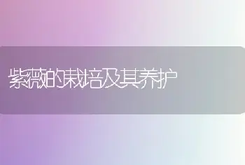 紫薇的栽培及其养护