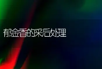 郁金香的采后处理