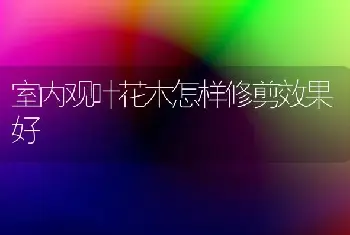 室内观叶花木怎样修剪效果好