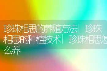 珍珠相思的养殖方法|珍珠相思的种植技术|珍珠相思怎么养