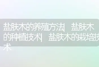 盐肤木的养殖方法|盐肤木的种植技术|盐肤木的栽培技术