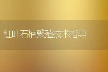 红叶石楠繁殖技术指导