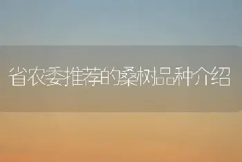 省农委推荐的桑树品种介绍