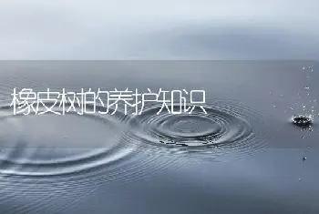 橡皮树的养护知识