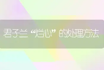 君子兰“烂心”的处理方法