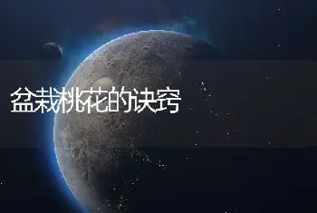 盆栽桃花的诀窍