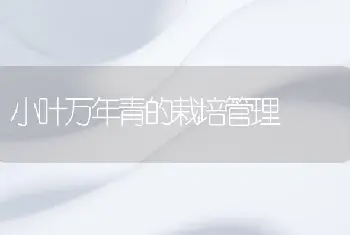 小叶万年青的栽培管理