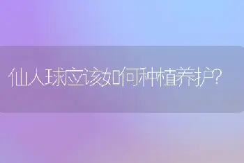 仙人球应该如何种植养护？