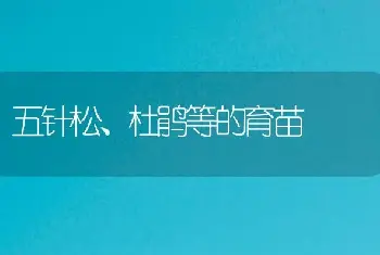 五针松、杜鹃等的育苗