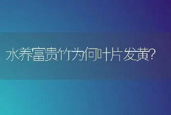 水养富贵竹为何叶片发黄？