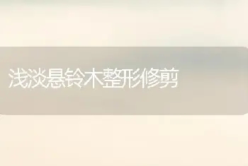 浅淡悬铃木整形修剪